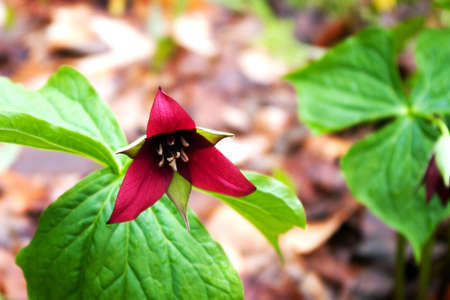 Purple Trillium in the spring in New Brunswickの写真素材