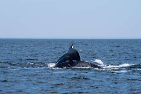 Two Humpback whales both diving in the Bay of Fundyの写真素材