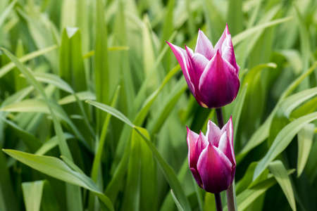 Red and white tulips in a garden against a green background