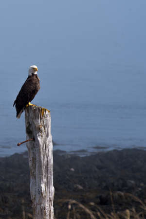 Bald Eagle on a Post along the coast of  Grand Mananの写真素材