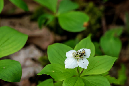 an insect on a flower in the spring in New Brunswickの写真素材