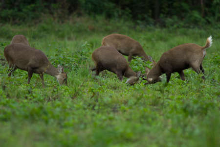 Male Hog Deer at Tungkamung, Phu Khieo Wildlife Sanctuary, Chaiyaphom province, Thailand.の写真素材
