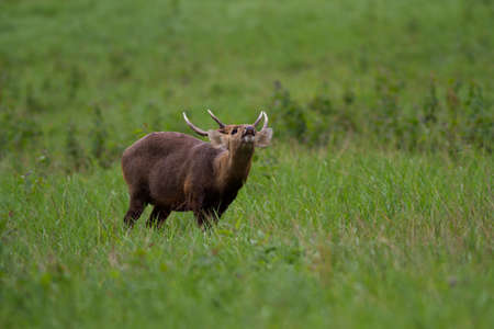 Male Hog Deer at Tungkamung, Phu Khieo Wildlife Sanctuary, Chaiyaphom province, Thailand.の写真素材