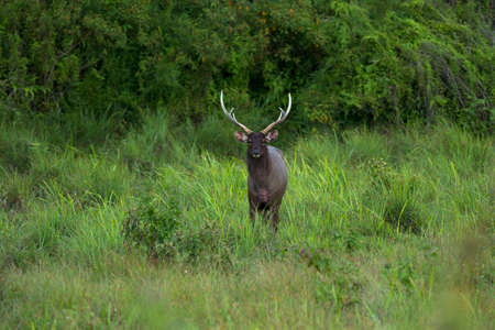 Male Hog Deer at Tungkamung, Phu Khieo Wildlife Sanctuary, Chaiyaphom province, Thailand.の写真素材