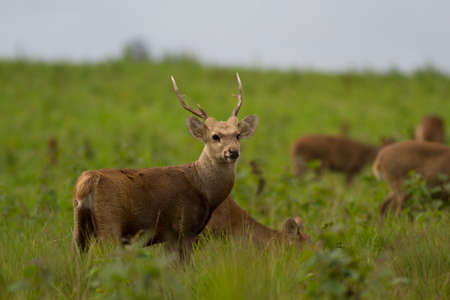 Male Hog Deer at Tungkamung, Phu Khieo Wildlife Sanctuary, Chaiyaphom province, Thailand.の写真素材