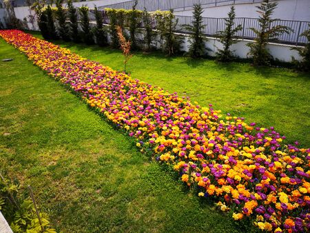 Floral arrangement made with strohblume containing different colorsの写真素材