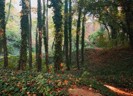 Thin and long trees full of Canadian Ivy,  The beginning of the autumn seasonの写真素材