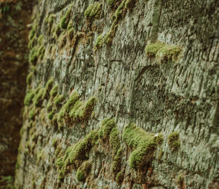The Ravens ravine and cave writings closeup in Siguldaの写真素材