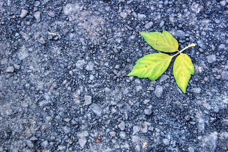 autumn leaves backgroundの写真素材