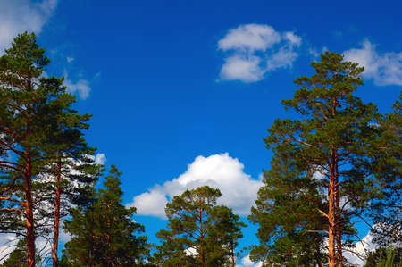 forest view