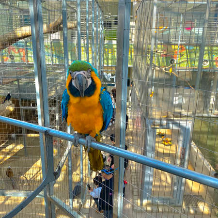 Colorful macaw parrot at zoo.の写真素材