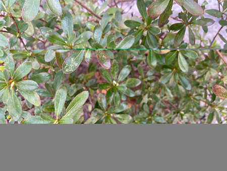 Close up view of green leaves on a bush. Natural background.の写真素材