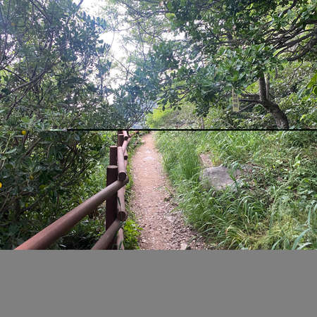 Hiking trail in the forest, Khao Yai National Park, Thailandの写真素材
