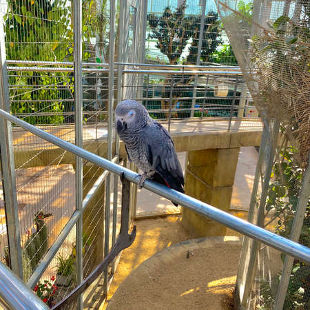 A gray parrot sits on a metal railing.の写真素材