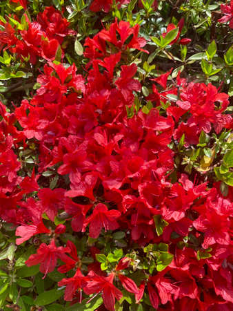 Red azalea flowers blooming in the spring garden. Natural floral background.の写真素材