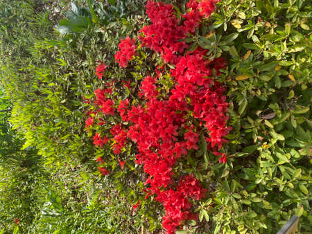 Red flowers in the garden, top viewの写真素材