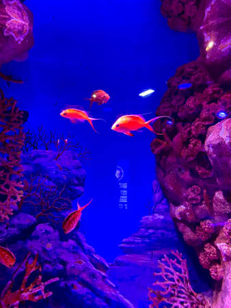 Aquarium with corals and tropical fish. Underwater world.の写真素材