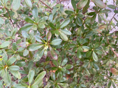 Close up of green leaves of Azalea plant in the gardenの写真素材