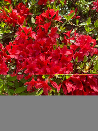 Red flowers with green leaves in the gardenの写真素材