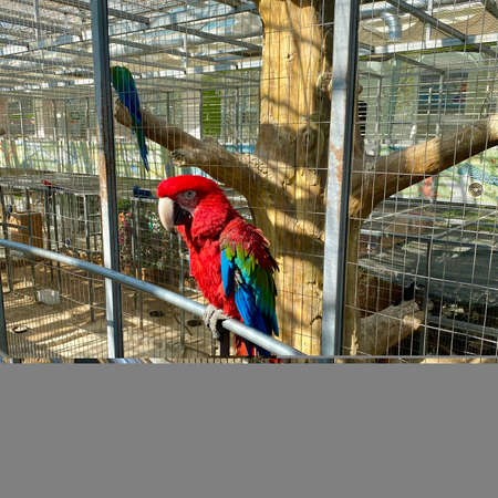A colorful macaw in a cage in a petting zoo.の写真素材