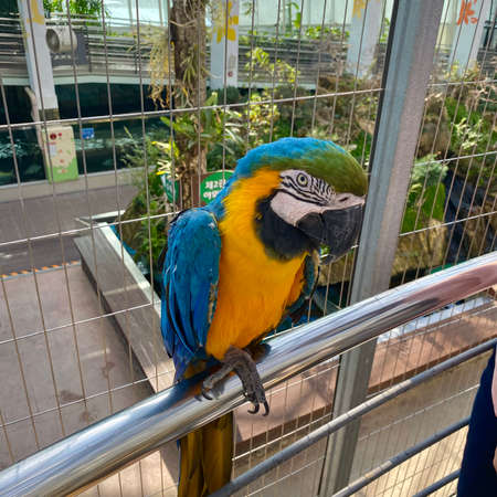 Ara ararauna, also known as the blue-and-yellow macawの写真素材