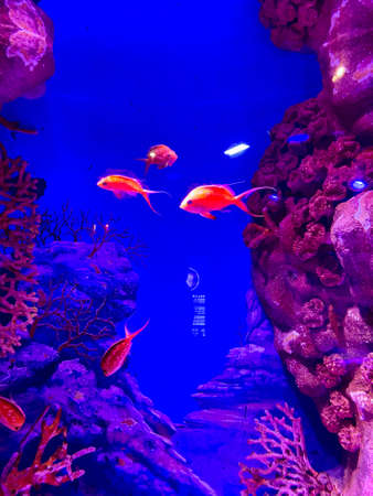 Underwater world aquarium with corals and tropical fish. Aquarium background.の写真素材