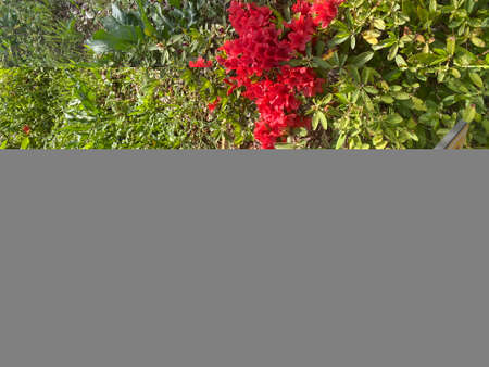 Red bougainvillea flowers on the bush in the gardenの写真素材