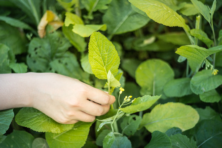 Harvest vegetables, vegetables grown in the garden, planted vegetables.の写真素材