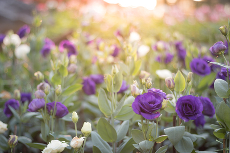 Beautiful flowers in the garden, background photos, nature photosの写真素材