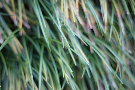 Green grass on the floor, grass background, natural abstract image