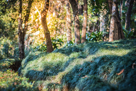 Green grass cover up forest cover, background photo