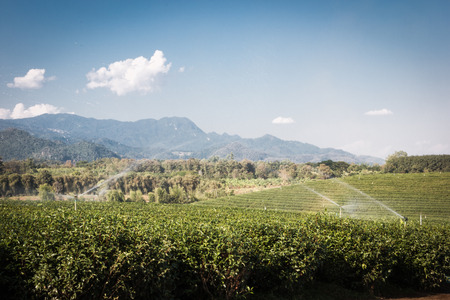 Green tea farm in the mountains in the season for harvest.の写真素材