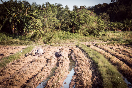 Buffalo in the harvested rice fields, buffalo photos that were left in the rice fields.の写真素材