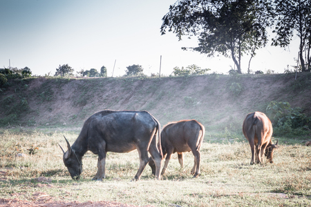 Buffalo was raised in the fields, Buffalo photos were left to feed.の写真素材