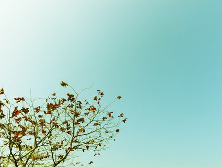 tree with luminous Japanese zen aesthetic 