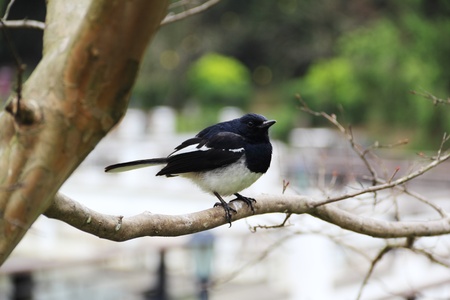 black solitary sparrow perched quietly on branchの写真素材