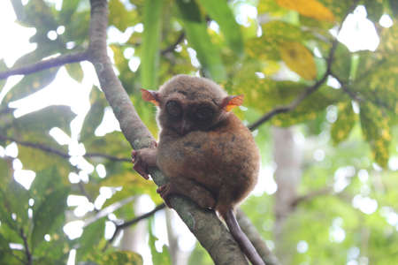 One of the smallest monkey in the world  found in Bohol Philippines.