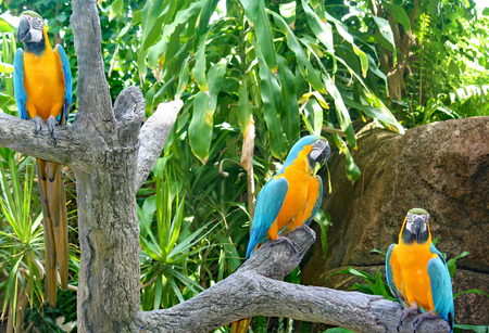 Parrots at Moody Gardens in Texas