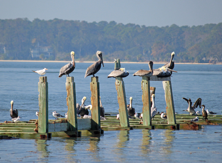 Pelicans in Hilton Headの写真素材
