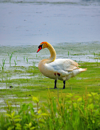 Swan in the grassの写真素材