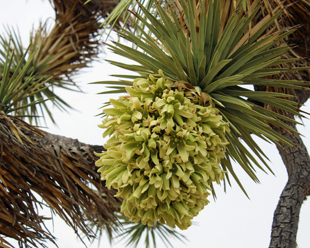 Joshua Tree Flowerの写真素材