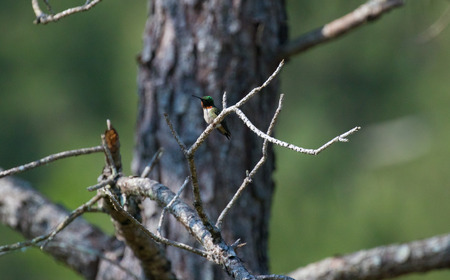 Hummingbird in a treeの写真素材