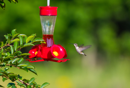 Hummingbird in flight at a feederの写真素材