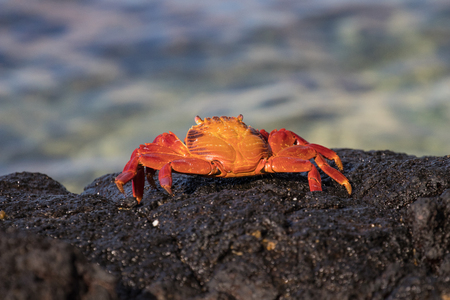 Galapagos Islands Brightly Colored Crabsの写真素材