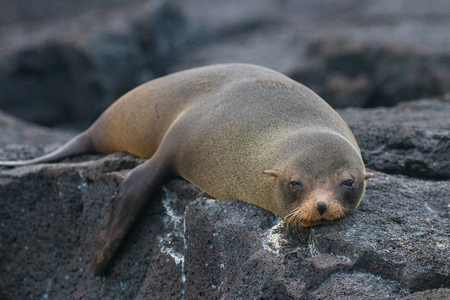 Sea lion in Galapagos Islandsの写真素材