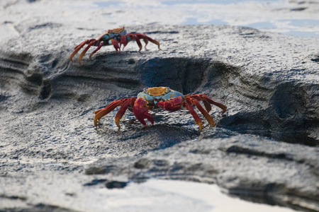 Galapagos Islands Wildlifeの写真素材