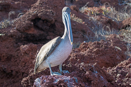 A pelican sits on the rocksの写真素材