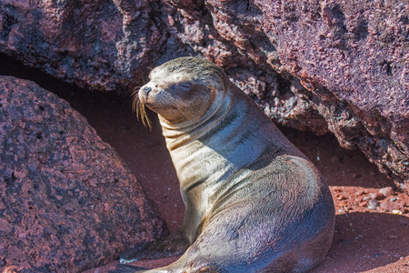 Sea Lion sits on the red sandy beachの写真素材