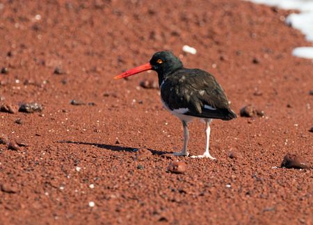 Oyster catcher bird walks on a red sandy beachの写真素材