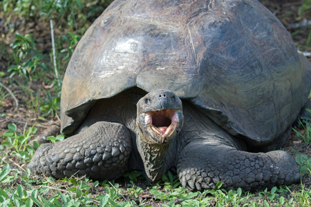 Giant Tortoise on the Galapagos Islandsの写真素材